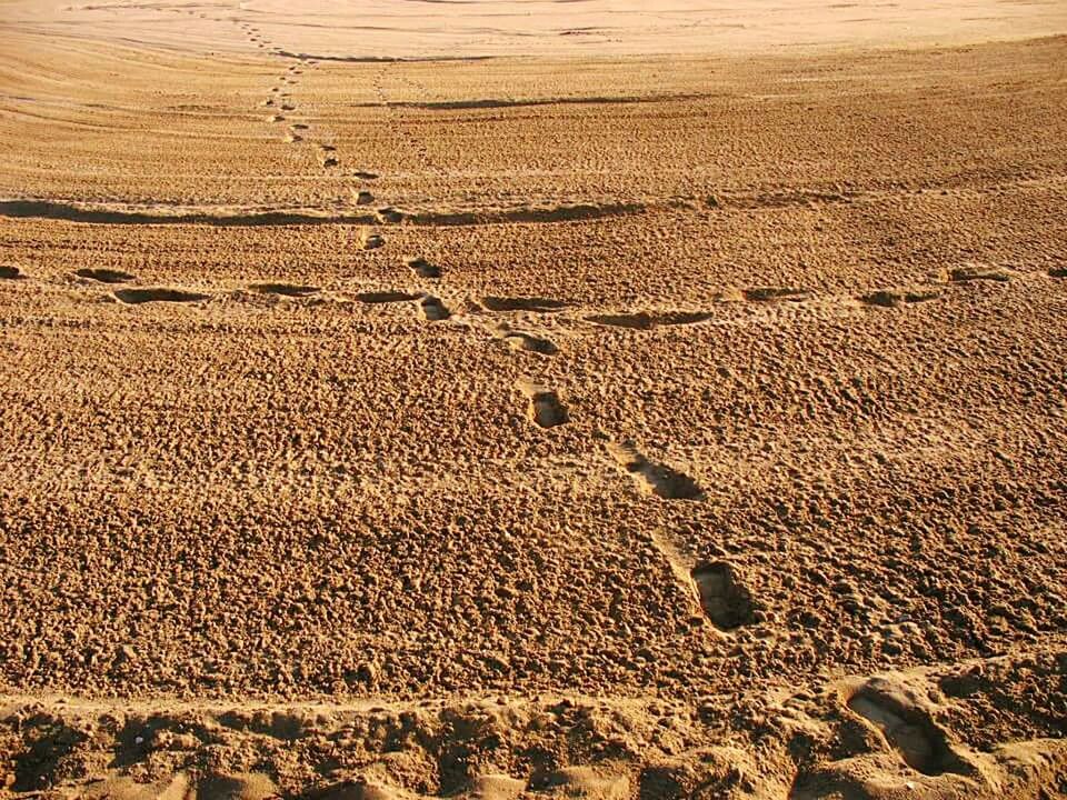 TIRE TRACKS IN DESERT
