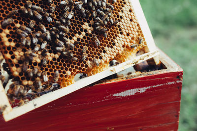 Close-up of bee on the ground