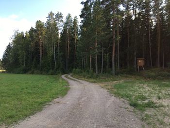 Dirt road along trees and plants