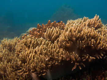 Beautiful coral and fish located in coral reef area at tioman island, malaysia