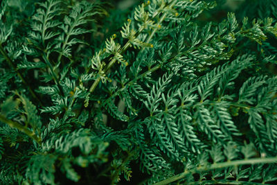 Fern leaf texture nature green background