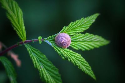 Close-up of snail on fresh green plant