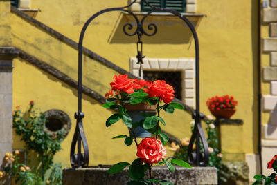 Close-up of potted plant hanging on metal grate