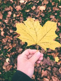 Close-up of hand holding maple leaves