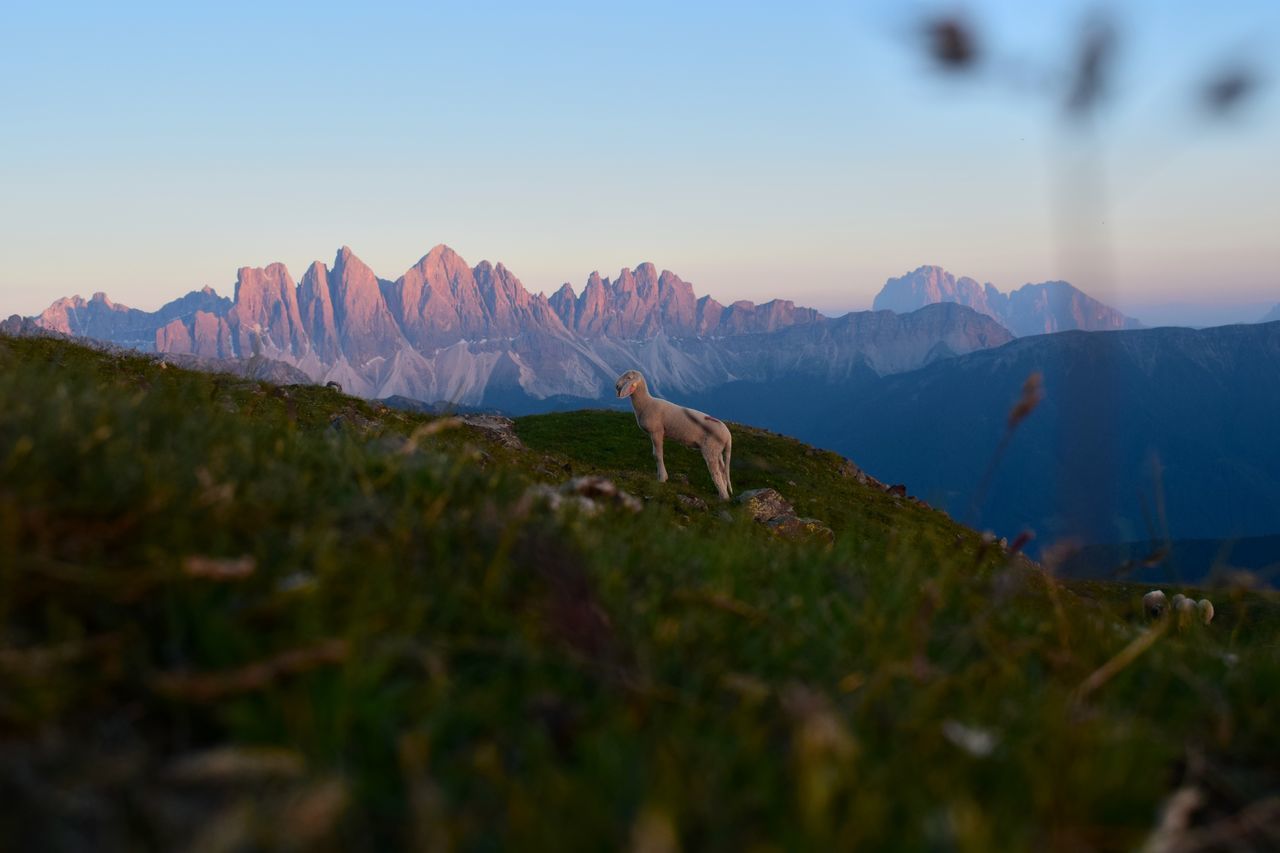 mountain, nature, beauty in nature, mountain range, scenics, animal themes, sunset, tranquility, tranquil scene, outdoors, sky, day, no people, domestic animals, grass, clear sky, mammal