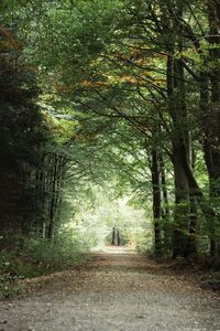 Road amidst trees in forest