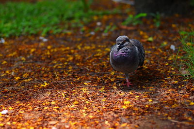 Pigeon on a field