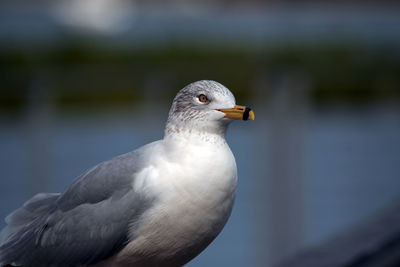 Close-up of bird perching on railing