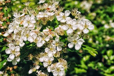 Close-up of white flowering plant