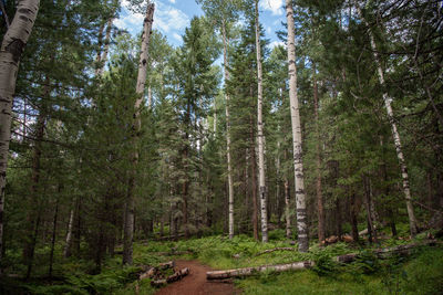 Trees in forest