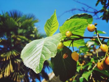 Low angle view of fruits growing on tree against sky