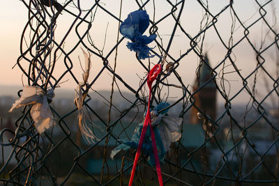 Close-up of bird perching on branch