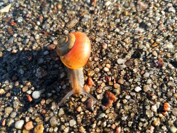 Close-up of snail on beach