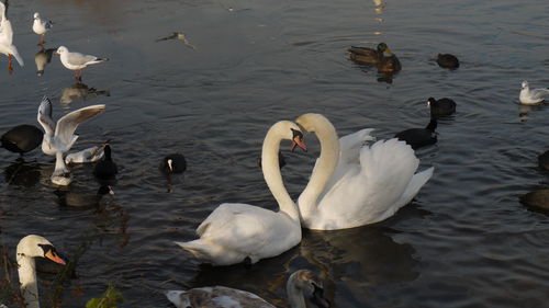 Ducks swimming in water