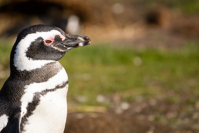 Close-up of bird