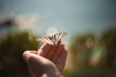 Close-up of butterfly on hand