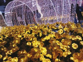 Close-up of yellow flowers in illuminated water