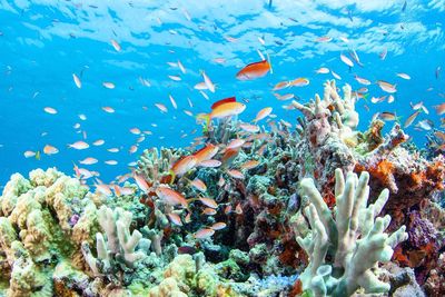 Fish swimming in sea