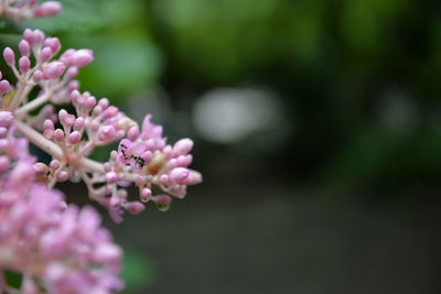 Close-up of flowers against blurred background
