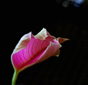 Close-up of flower against black background