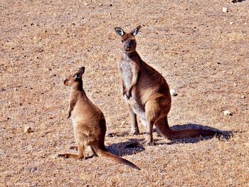 Two kangaroos standing in a field