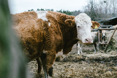 Cow standing in a field