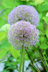 Close-up of purple flowers blooming outdoors