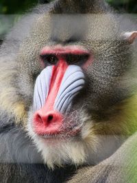 Close-up portrait of alpha male mandrill looking solemnly to the left 