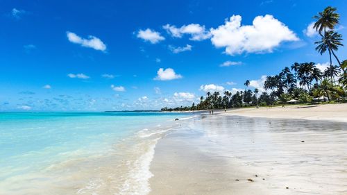 Scenic view of beach and palm trees