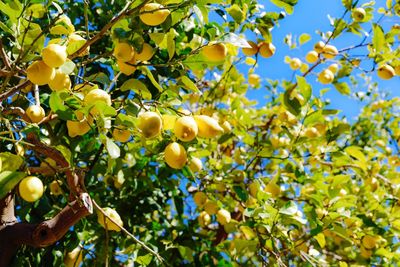 Low angle view of fruits growing on tree