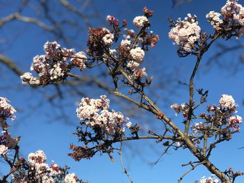 Low angle view of apple blossoms in spring