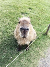 High angle portrait of sheep on field