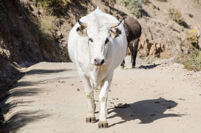 Portrait of a horse