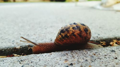 Close-up of snail on footpath