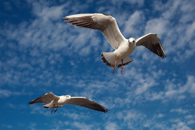 Low angle view of seagulls flying against sky