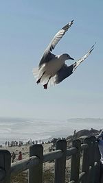 Close-up of seagull flying over beach against sky