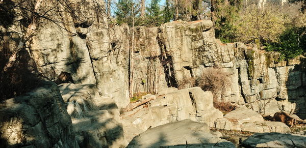 Text on rock formation in forest