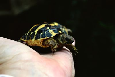 Close-up of hand holding turtle