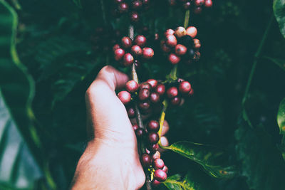 Close-up of hand holding coffee beans growing on tree