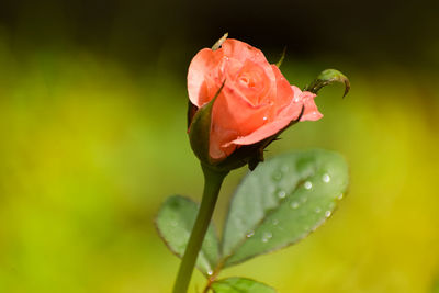 Close-up of wet pink rose