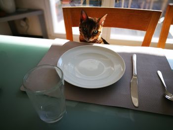 Close-up of cat on table