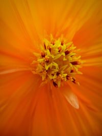 Extreme close-up of orange flower pollen