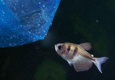 Fish swimming in water under plastic trash