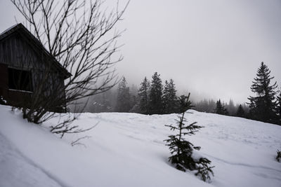 Trees on snow covered landscape against sky