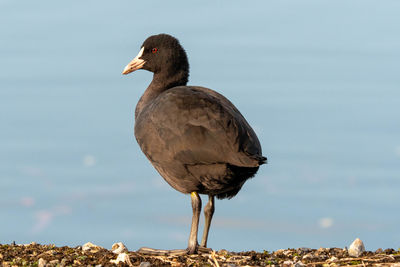 Close-up of bird perching on rock