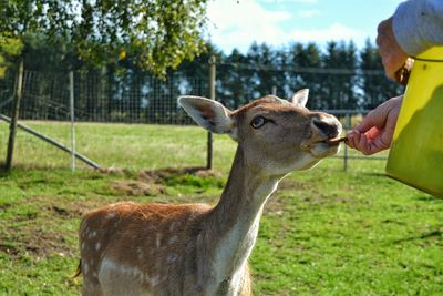 Deer in a field