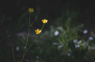 Close-up of yellow flowers blooming outdoors