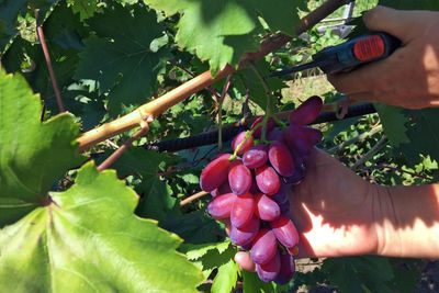 Midsection of person holding berries growing on plant