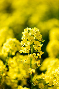 Close-up of fresh yellow flower in field
