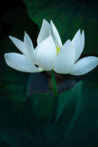 Close-up of white water lily